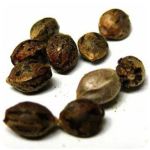 Семена марихуаны АК-47  (Seeds AK-47) в Ардоне